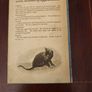 My Five Tigers. The Cats In My Life. By Lloyd Alexander. First Edition 1956.  Hardback With Dustjacket In Good Condition. 37. Image 3