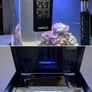fish tank marine Image 2