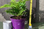 Medium Garden Fern