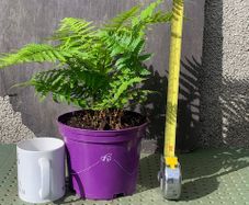 Medium Garden Fern