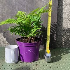 Medium Garden Fern