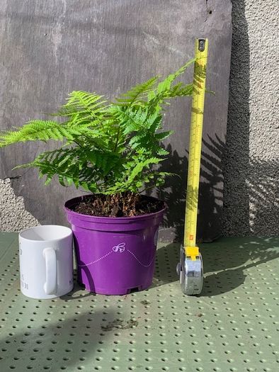 Medium Garden Fern