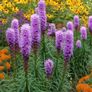 plants Image 2