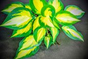 Hosta Orange Marmalade