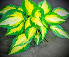 Hosta Orange Marmalade