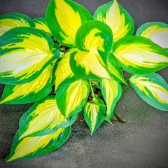 Hosta Orange Marmalade