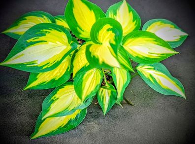Hosta Orange Marmalade