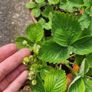 strawberries Image 2