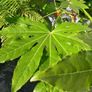 fatsia japonica Image 3
