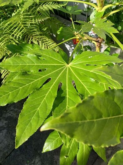 fatsia japonica