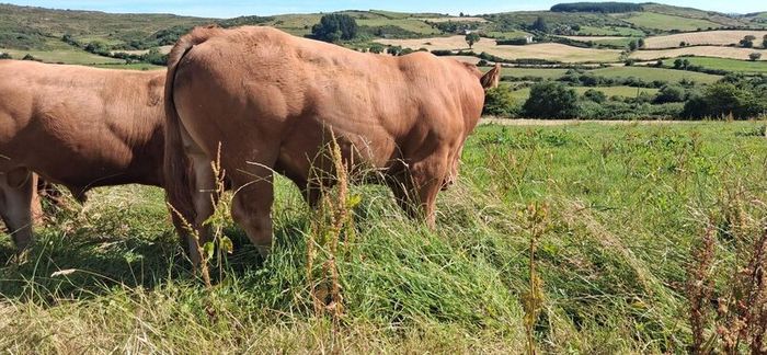 Super Pedigree Limousin Bull