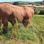 Super Pedigree Limousin Bull Image 4