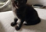 Kittens