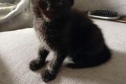 Kittens