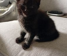 Kittens