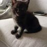Kittens Image 4