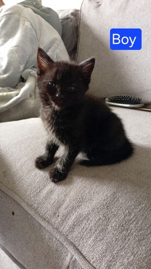 Kittens