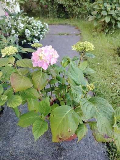 Plant