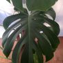 Monstera/Swiss Cheese plant Image 2
