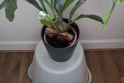 Staghorn Fern (Platycerium) - Galway - Pickup Only