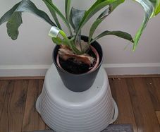 Staghorn Fern (Platycerium) - Galway - Pickup Only