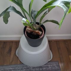 Staghorn Fern (Platycerium) - Galway - Pickup Only