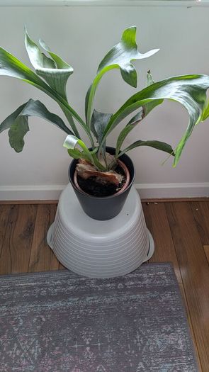 Staghorn Fern (Platycerium) - Galway - Pickup Only