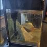 Fish tank 20L Image 2