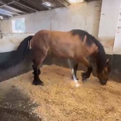 Animal Bedding delivered too You