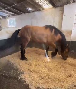 Animal Bedding delivered too You