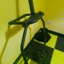 Olympic Shrug/Trap bar Image 2