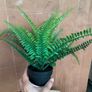 IKEA artificial plants Image 5