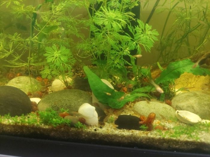 aquarium plants