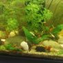 aquarium plants Image 8