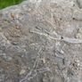 FOSSIL PLATE -  incl. Crinoids Coral Belemnites Bivalves Image 4