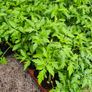 Tomato Plants Free Image 5