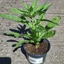 Evening Primrose Image 2