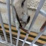 2x steel side gate Image 4