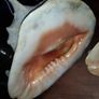 Pair Of Vintage Conch Shells Image 2
