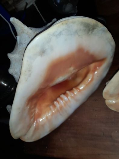 Pair Of Vintage Conch Shells
