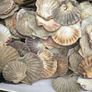 Flat sea shells Image 5
