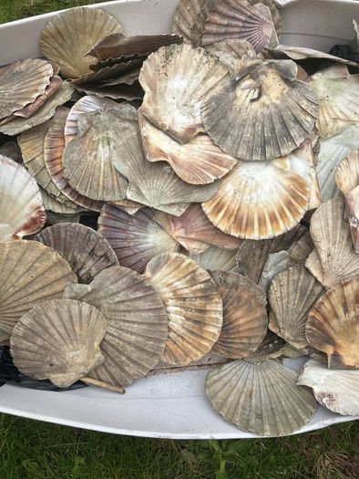 Flat sea shells
