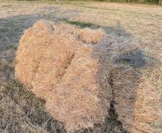Hay