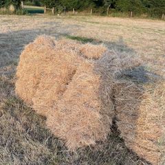 Hay