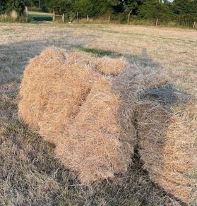 Hay