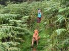 Dog home boarding Image 6