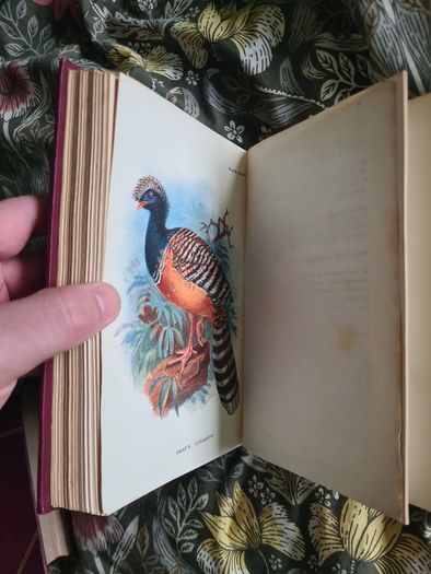 Scarce Lloyd's Natural History - 1896/7, 2 Vol. Set. Free Postage.