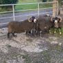 3 Lanark Shearlings For Sale!! Image 8