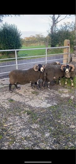 3 Lanark Shearlings For Sale!!