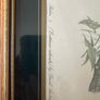 Vintage bird prints by the British wildlife artist David Andrews Image 6